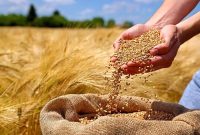 برداشت و خرید گندم در چایپاره آغاز شد
