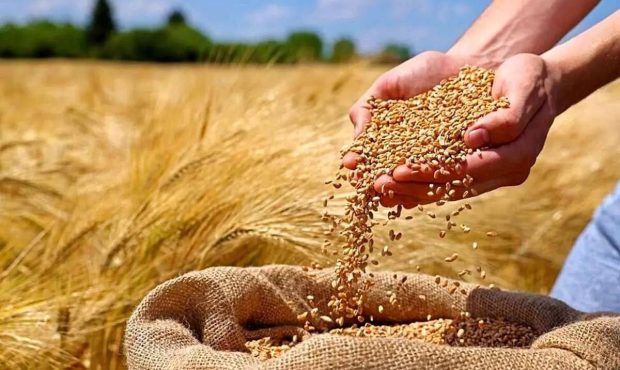 برداشت و خرید گندم در چایپاره آغاز شد برداشت و خرید گندم در چایپاره آغاز شد