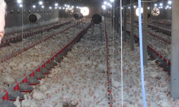 احیای مرغداری ۳۰ هزار قطعه‌ای در روستای قنات میرزاجلیل