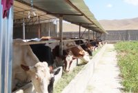 افزایش ظرفیت تولید گوشت قرمز با طرح‌های جدید